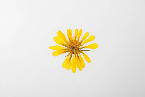 Wild dried meadow flower on white background, top view - Фото, изображение