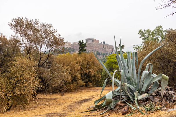 Akropol widok wzgórza przez ścieżkę w suchym krzaku z dużą rośliną Aloe. Ateny starożytny zabytek historyczny w centrum miasta z wzgórza Filopappou w pochmurny dzień - Zdjęcie, obraz