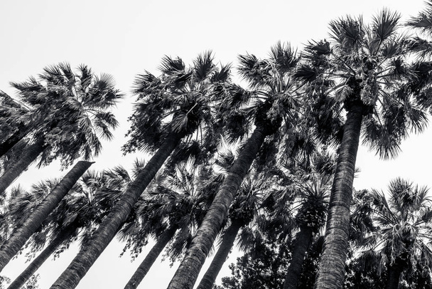 Šedé palmy na pozadí oblohy v Národní zahradě v Aténách, Řecko. Mraky den v centru města zeleň - Fotografie, Obrázek