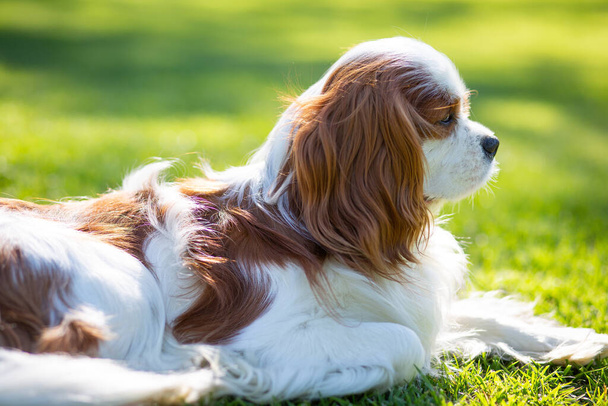 Un perro Cavalier King Charles Spaniel en la naturaleza en un día soleado. Enfoque selectivo - Foto, imagen