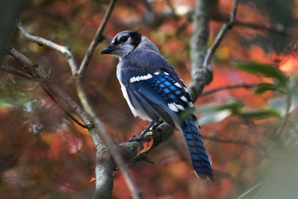 A selective focus shot of a blue jay perched on a tree branch - Фото, зображення