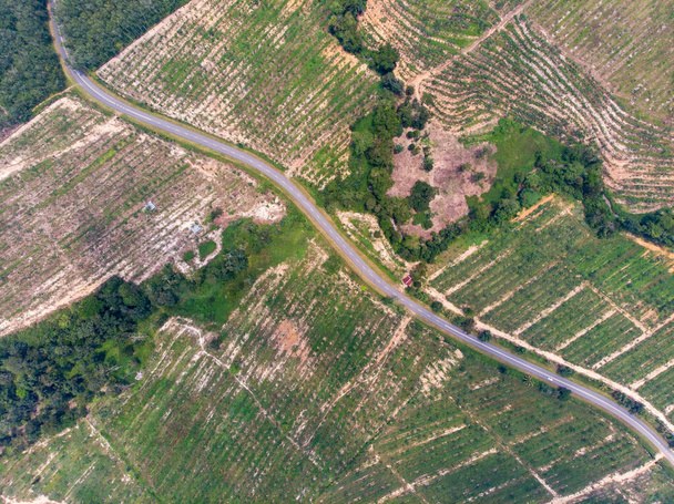 An aerial view of a road surrounded by agricultural fields - Фото, изображение