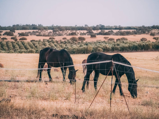 A closeup shot of horses in open field with few trees under sunlight - Φωτογραφία, εικόνα