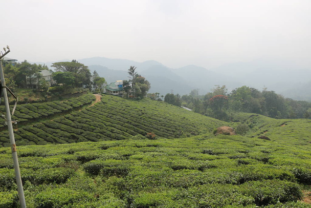 Вид чайной плантации (чайного сада) в Керала Индия - Фото, изображение