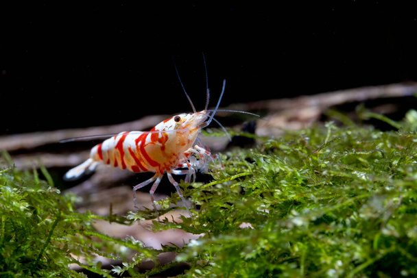 Червоні вишукані тигрові креветки залишаються і шукають їжу на моху в прісноводних акваріумах
. - Фото, зображення