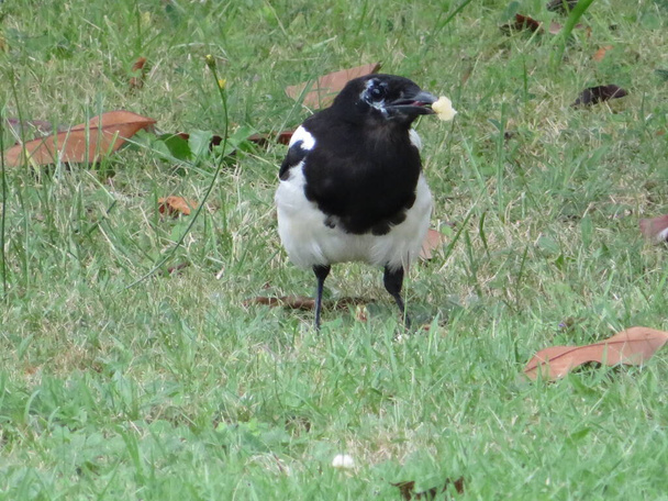 mooie witte ekster en zwarte wantrouwige dodge vogel - Foto, afbeelding