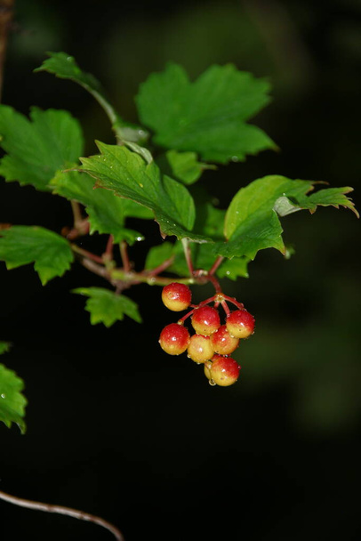 Punaiset viburnum-marjat pensaassa sateen jälkeen - Valokuva, kuva
