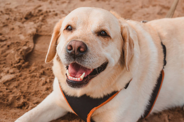 Вид зверху на щасливого собаку Лабрадора, що лежить на пляжному піску
 - Фото, зображення