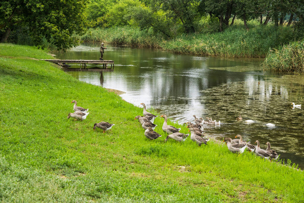 A flock of domestic gray geese on the bank and in the water of a small picturesque river. In the background, a man is fishing from a wooden pier - Foto, Imagem