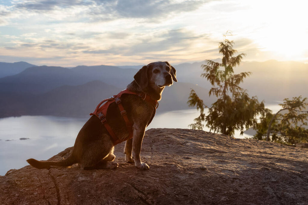 Adventurous little hiking dog on top of a mountain - 写真・画像