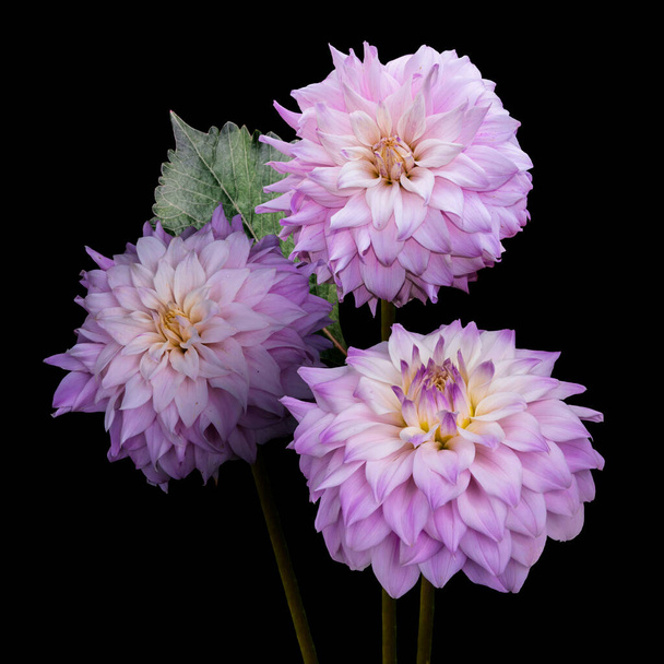 Beautiful flowers, pink dahlias isolated on a black background - Фото, изображение
