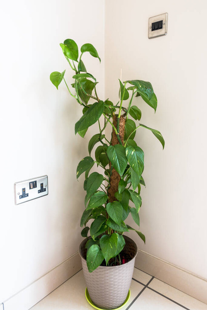 Devils Ivy plante dans un pot à un coin de pièce - Photo, image