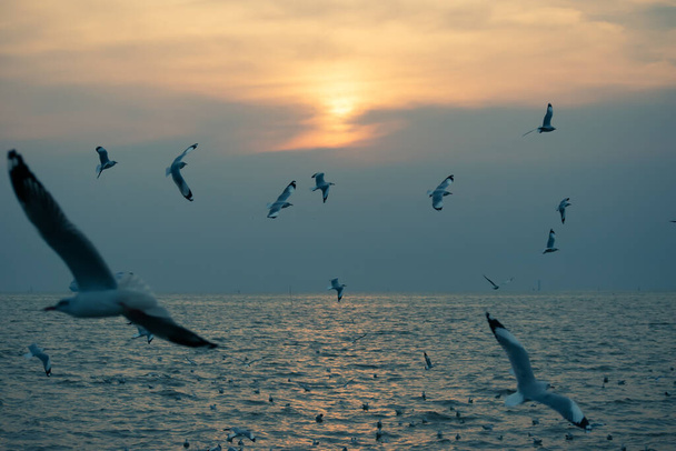 The background of seagulls over the sky at Bangpu Recreation Center, the Gulf of Thailand - Photo, Image
