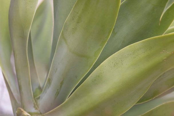 close-up shot van sappige plant bladeren - Foto, afbeelding