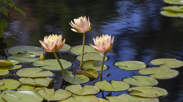 Water Lily flowers and pods in a garden pond - Zdjęcie, obraz