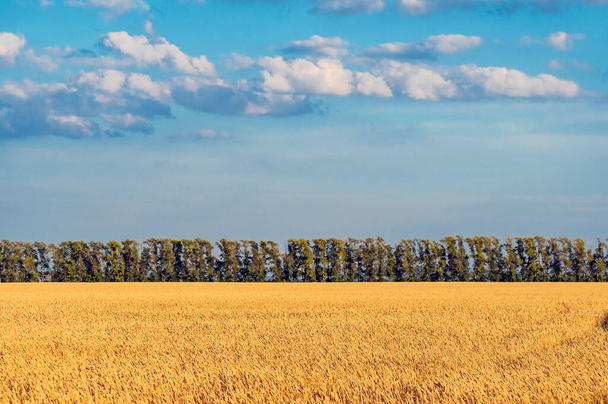Paisaje rural. Campo de trigo amarillo y cielo azul nublado. En el fondo hay un cinturón de bosque verde. - Foto, imagen