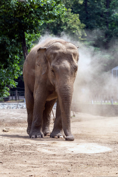Éléphant d'Asie (Elephas maximus), également connu sous le nom d'éléphant d'Asie au zoo de Sosto à Nyiregyhaza, en Hongrie - Photo, image