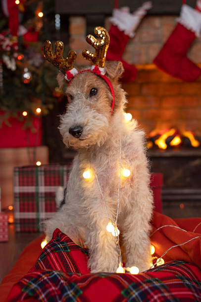 Kutya közel kandalló és karácsonyfa, ajándék dobozok belsejében Mikulás ünnepi belső faház. Újévi vidám karácsonyi hangulat. Alkalmas üdvözlőkártyához. - Fotó, kép