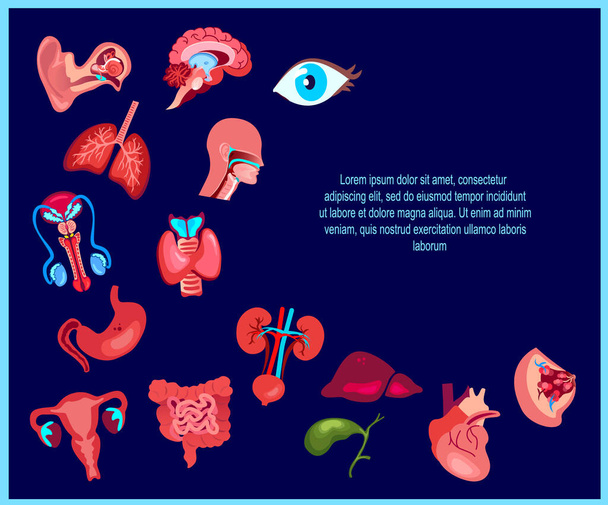 Bright Human Healthy Organs Set Ikona Ikona Wektora Ilustracji.Izolowane na niebieskim tle.Gardła, Pharynx, serce, wątroba, jelita, żołądek, płuca, nerki, jelita grubego, macica, narządy łonowe.Viscera ludzkiej anatomii - Wektor, obraz