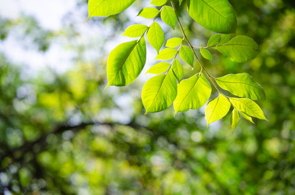 Suljettu tuoreita trooppisia vihreitä lehtiä oksat puussa metsässä tai puutarhassa aamulla auringon valo hämärtää luonnon tausta - Valokuva, kuva