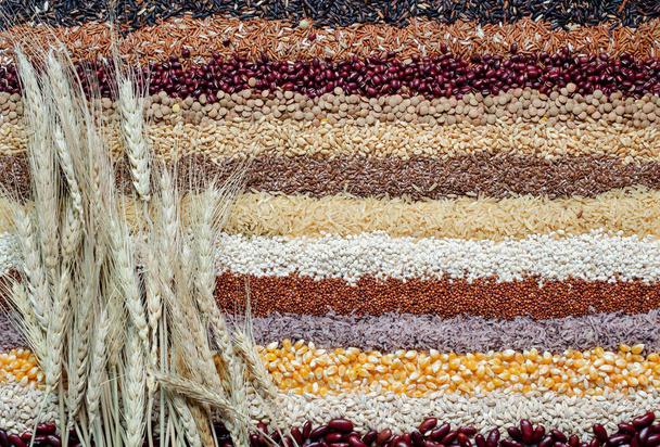 Vista dall'alto del fascio di spighe di grano biologico secco su vari tipi di cereali naturali e fondo a strisce di semi di grano. Per il tipo di alimento del carboidrato o concetto sano della materia prima dell'alimento - Foto, immagini