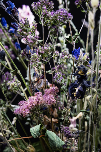 Αποξηραμένα λουλούδια σε έντονο φως, κοντά, επιλεκτική εστίαση. Ατμοσφαιρική διάθεση, αφηρημένη floral φόντο.  - Φωτογραφία, εικόνα