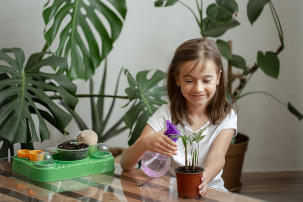 Vicces kislány kertész növényekkel a szobában otthon, öntözés és gondozás beltéri növények, transzplantáció virágok. - Fotó, kép