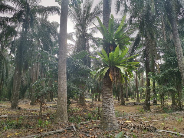 подвійні пташині папороті, що проростають з пальми
 - Фото, зображення
