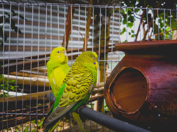 A selective focus of a couple of parakeet birds inside a cage - Foto, afbeelding