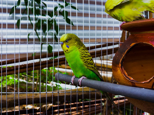 A beautiful  budgerigar parrot in the cell in a zoo in daylight - Foto, Imagen