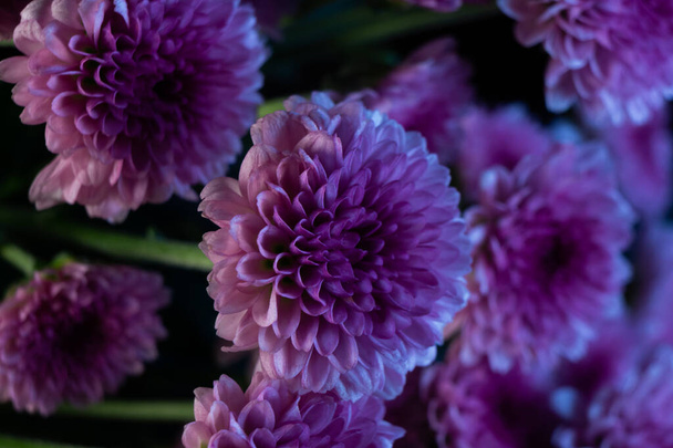 A closeup shot of blooming lilac chrysanthemums flowers - Фото, зображення