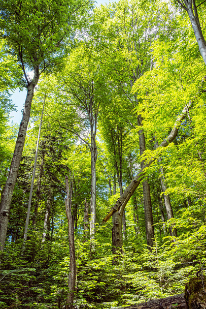 Bosque primitivo Stuzica, Parque Nacional de Poloniny, República Eslovaca. Escena natural estacional. - Foto, Imagen