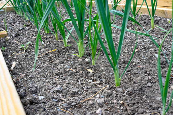 rows of leek at home in cultivating box - Photo, Image