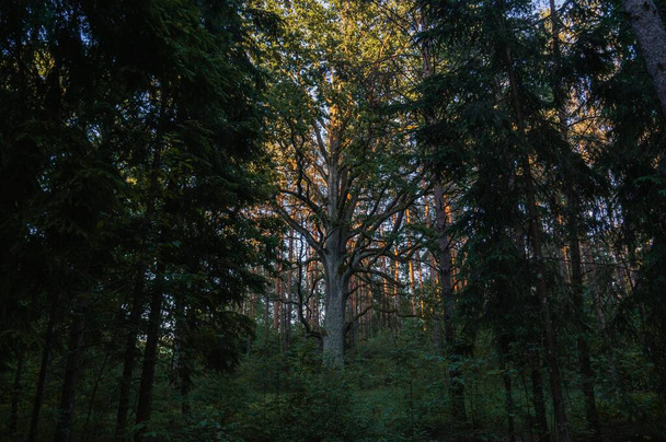 дуб в лесу на закате, старое дерево - Фото, изображение