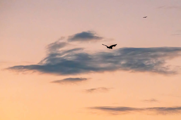 Nietoperz latający po niebie wieczorem - Zdjęcie, obraz