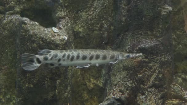 Carapace pike in the aquarium close-up - Footage, Video