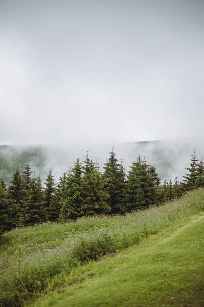 Mystic foggy forest in mountains. Green trees and clouds. - Foto, afbeelding