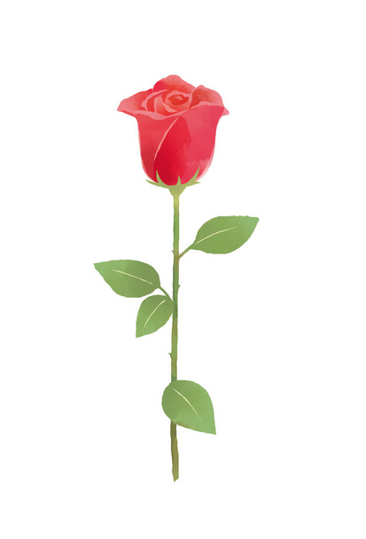 Иллюстрация одной красивой розы с оттенком акварели. - Фото, изображение