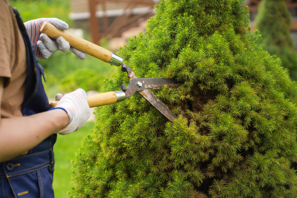 Профессиональный садовник рубит дерево туи для лучшей формы - Фото, изображение