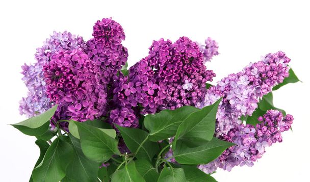 Nahaufnahme von Frühling lila violetten Blüten auf weißem Hintergrund. - Foto, Bild