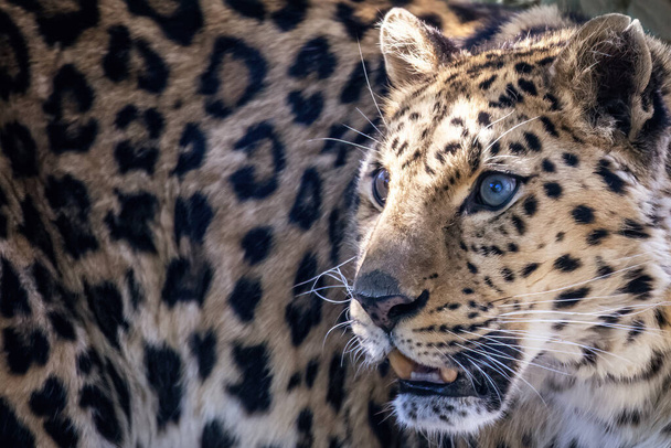 The face of an amur leopard , Panthera pardus orientalis, in sunlight. Critically endangered in the wild and native to the Primorye region of southeastern Russia and northern China - Φωτογραφία, εικόνα