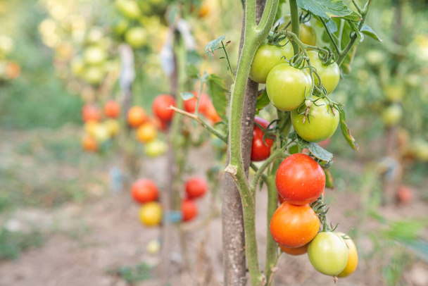 Tomate. tomates amadurecem no jardim. comida ecológica. comida caseira. produtos vegetarianos. legumes frescos. tomate cereja. - Foto, Imagem