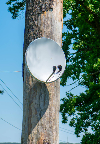 Egy parabola antenna egy fán. Műholdas TV és internet a vidéki területeken. - Fotó, kép