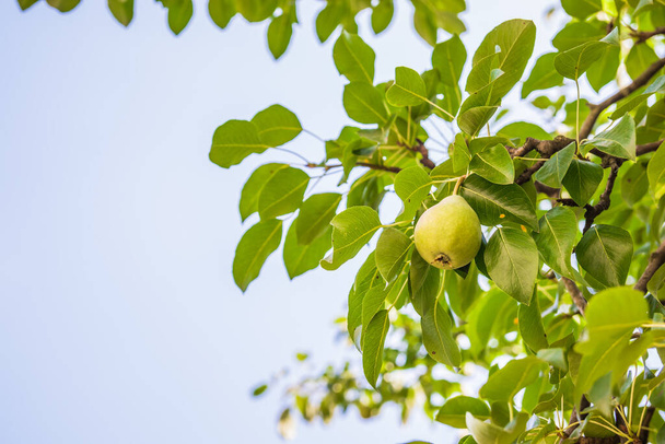 Onrijpe groene peren, boomgaard. Jonge perenboom. Rijp de fruitoogst. Zomer. - Foto, afbeelding