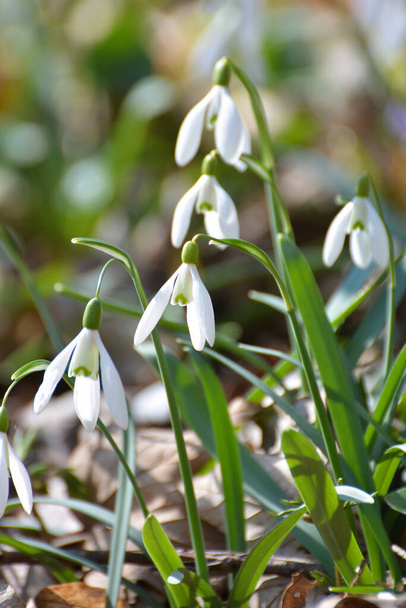 In het bos in het wild bloeien in het voorjaar sneeuwklokjes (Galanthus nivalis). - Foto, afbeelding