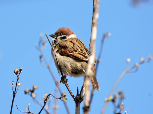 Sparrows (Passer) no selvagem sentar-se em um ramo - Foto, Imagem