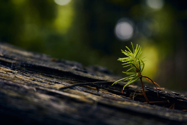 La conífera joven crece en un tronco de árbol - Foto, Imagen