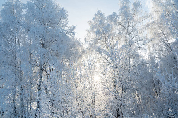 Winter forest on a frosty sunny day - Foto, afbeelding