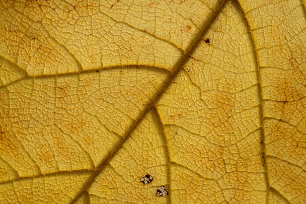 dead yellow leaf texture with veins and dark patches, natural macro background - Foto, immagini
