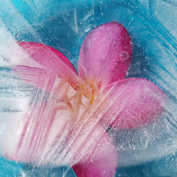 Ice texture with pink frangipani, Plumeria rubra, flower frozen within - Photo, image
